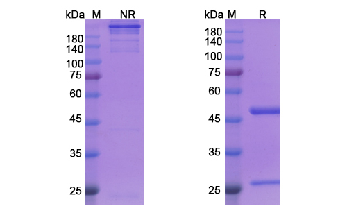 SDS-PAGE for Siplizumab Biosimilar - Anti-CD2;LFA-2;OX-34 mAb - Research Grade