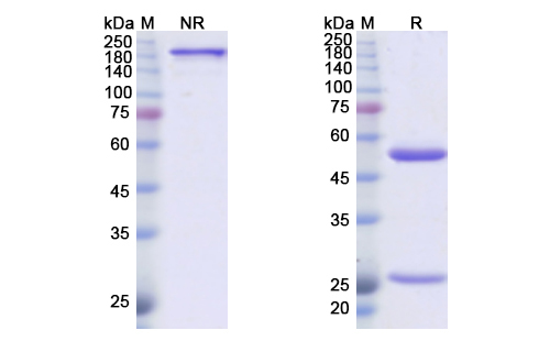 SDS-PAGE for Sotigalimab Biosimilar - Anti-CD40 mAb - Research Grade