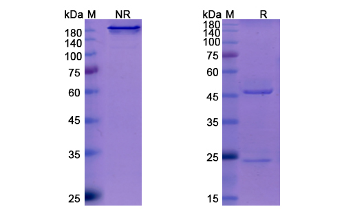 SDS-PAGE for Sotrovimab Biosimilar - Anti-Spike glycoprotein mAb