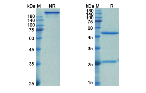 SDS-PAGE for Spesolimab Biosimilar - Anti-IL36RN mAb - Research Grade