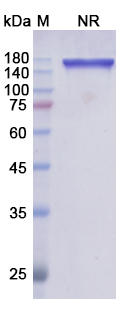 SDS-PAGE for Tafasitamab Biosimilar - Anti-CD19 mAb