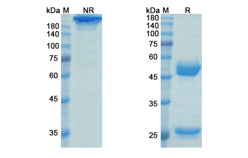 SDS-PAGE for Talacotuzumab Biosimilar - Anti-CD123;IL-3Rα mAb - Research Grade