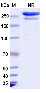 SDS-PAGE for Tebotelimab Biosimilar - Anti-CD223;LAG3 and CD279;PD-1 mAb - Research Grade