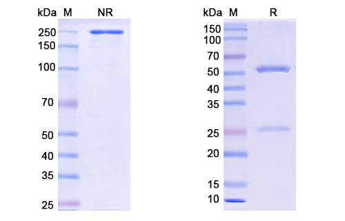 SDS-PAGE for Tecaginlimab Biosimilar - Anti-CD40 &amp, CD137 mAb - Research Grade