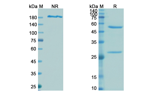 SDS-PAGE for Tefibazumab Biosimilar - Anti-clfAClumping factor A mAb - Research Grade