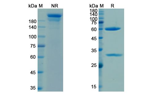 SDS-PAGE for Telisotuzumab Biosimilar - Anti-MET, RCCP2 mAb