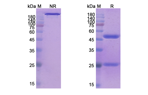 SDS-PAGE for Tenatumomab Biosimilar - Anti-Tenascin-C;TNC mAb - Research Grade