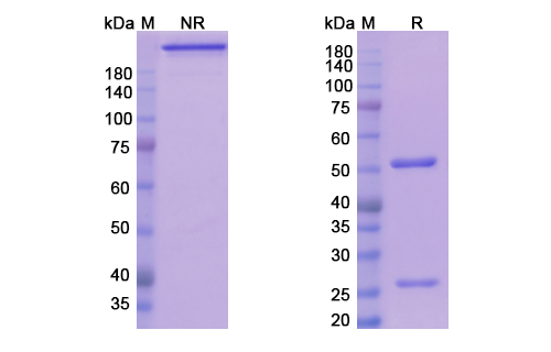 SDS-PAGE for Teplizumab Biosimilar - Anti-CD3 mAb