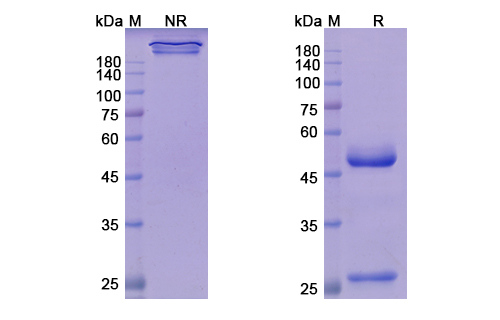 SDS-PAGE for Teprotumumab Biosimilar - Anti-IGF1R, CD221 mAb - Research Grade