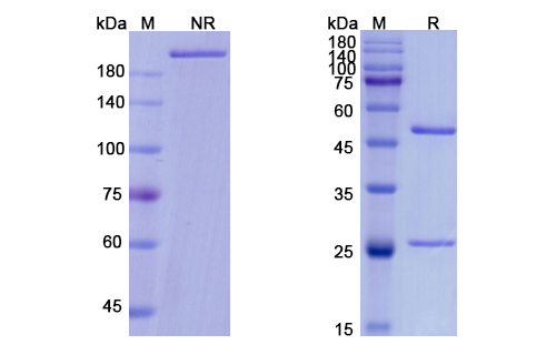 SDS-PAGE for Tesidolumab Biosimilar - Anti-C5 mAb