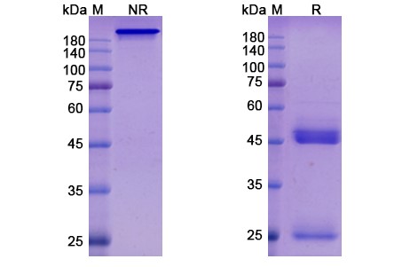 SDS-PAGE for Tilogotamab Biosimilar - Anti-CD262;TRAIL-R2;DR5 mAb - Research Grade