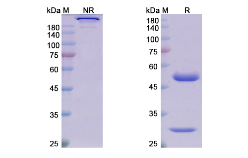 SDS-PAGE for Tilvestamab  Biosimilar - Anti-AXL mAb - Research Grade