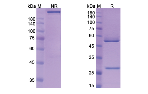 SDS-PAGE for Tiragolumab Biosimilar - Anti-TIGIT; VSIG9; VSTM3 mAb - Research Grade