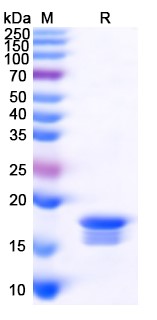 SDS-PAGE for TNFa / TNF-alpha, N-His, recombinant protein