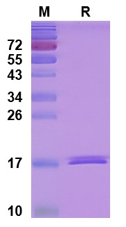 SDS-PAGE for TNFa / TNF-alpha, N-His, recombinant protein