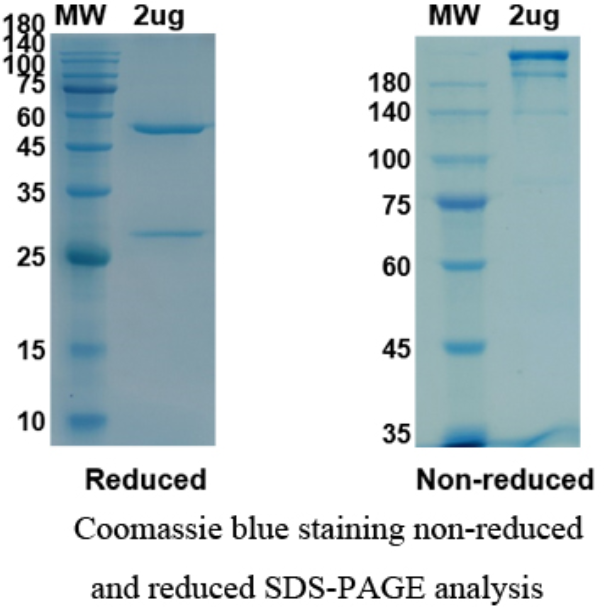 SDS-PAGE for Tocilizumab Biosimilar - Anti-IL-6R mAb