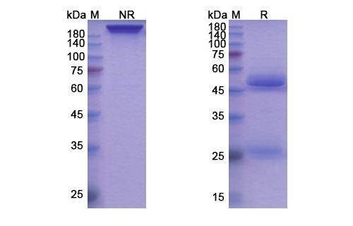 SDS-PAGE for Torudokimab Biosimilar - Anti-IL33 mAb - Research Grade
