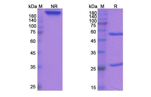 SDS-PAGE for Tosatoxumab Biosimilar - Anti-alpha toxin mAb