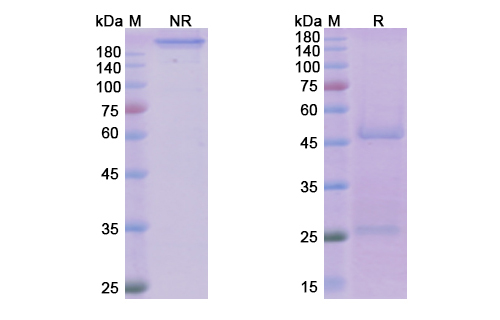 SDS-PAGE for Tralokinumab Biosimilar - Anti-IL13 mAb - Research Grade
