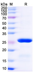 SDS-PAGE for Transferrin receptor protein 1 (TFRC)