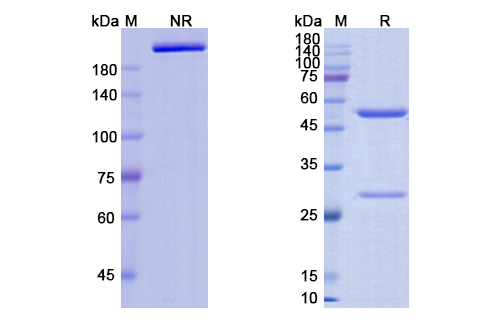 SDS-PAGE for Trastuzumab Biosimilar - Anti-HER2 mAb - Research Grade