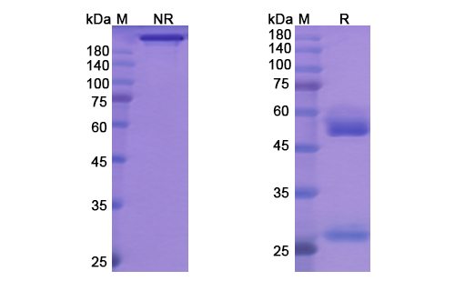 SDS-PAGE for Tremelimumab Biosimilar - Anti-CTLA4, CD152 mAb