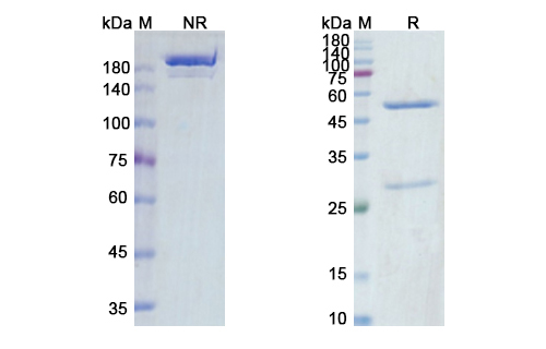 SDS-PAGE for Tusamitamab Biosimilar - Anti-CEACAM5 mAb - Research Grade