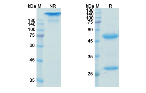 SDS-PAGE for Uliledlimab Biosimilar - Anti-NT5E mAb - Research Grade