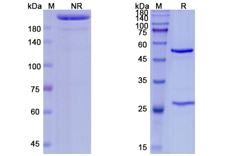 SDS-PAGE for Urelumab Biosimilar - Anti-TNFRSF9, CD137 mAb