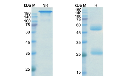 SDS-PAGE for Ustekinumab Biosimilar - Anti-Human IL-12 IL-23 mAb