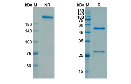 SDS-PAGE for Utomilumab Biosimilar - Anti-Human TNFRSF9 mAb