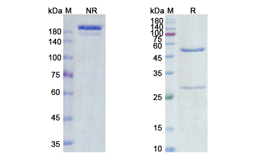 SDS-PAGE for Vandortuzumab Biosimilar - Anti-STEAP1 mAb - Research Grade