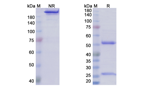 SDS-PAGE for Varlilumab Biosimilar - Anti-CD27, TNFRSF7 mAb