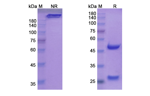 SDS-PAGE for Vatelizumab Biosimilar - Anti-ITGA2 mAb