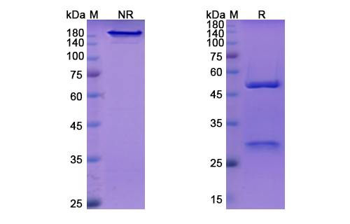 SDS-PAGE for Vedolizumab Biosimilar - Anti-ITGA4_ITGB7 mAb