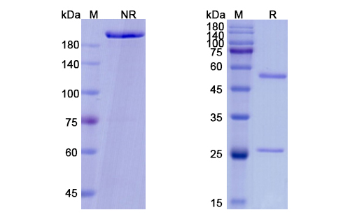 SDS-PAGE for Vibostolimab  Biosimilar - Anti-TIGIT, VSIG9, VSTM3 mAb - Research Grade