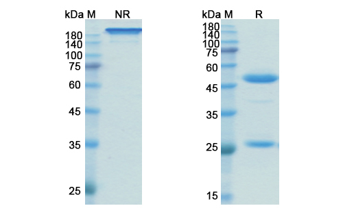 SDS-PAGE for Vilobelimab Biosimilar - Anti-C5;Complement C5 mAb - Research Grade