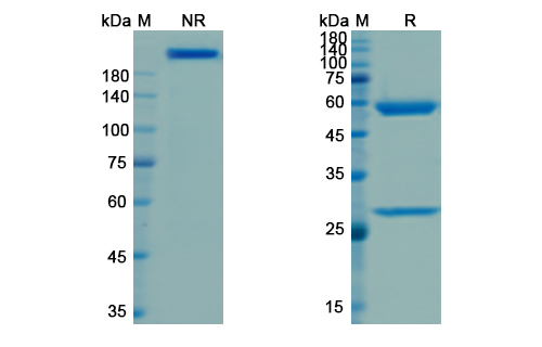 SDS-PAGE for Visilizumab Biosimilar - Anti-CD3E mAb