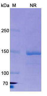 SDS-PAGE for Vixarelimab Biosimilar - Anti-OSMR mAb - Research Grade