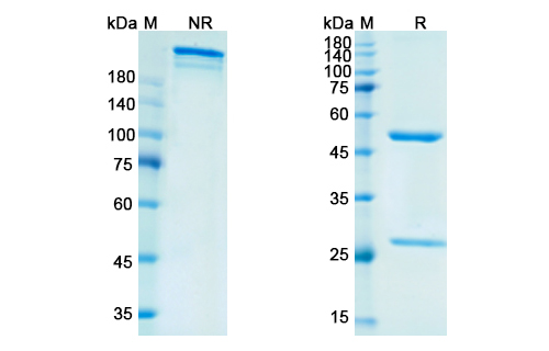 SDS-PAGE for Vofatamab  Biosimilar - Anti-FGFR3 mAb - Research Grade