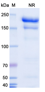SDS-PAGE for Voxalatamab Biosimilar - Anti-PSMA &amp, CD3e mAb - Research Grade