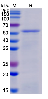 SDS-PAGE for Vesicular stomatitis virus VSVG IND1 Recombinant Protein