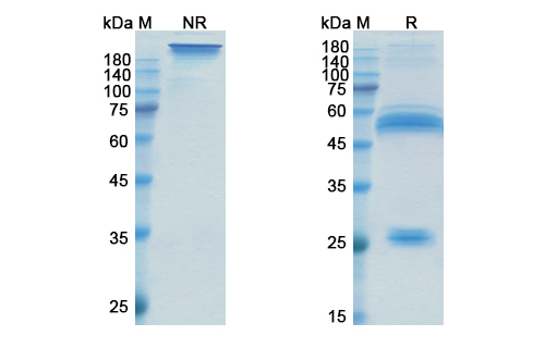 SDS-PAGE for Xentuzumab Biosimilar - Anti-IGF1, IGF2 mAb