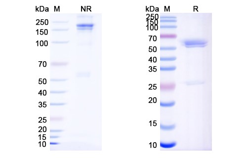 SDS-PAGE for Zanidatamab Biosimilar - Anti-CD340;ERBB2 mAb - Research Grade