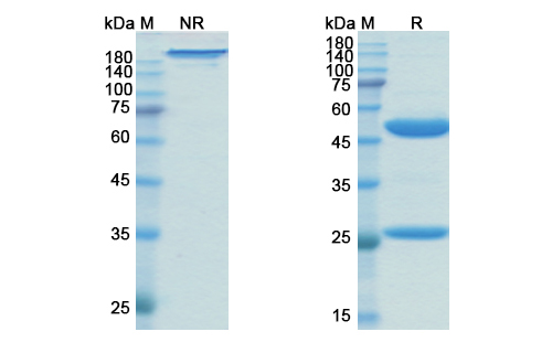 SDS-PAGE for Zanolimumab Biosimilar - Anti-CD4 mAb - Research Grade