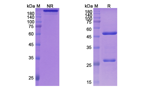 SDS-PAGE for Zelminemab Biosimilar - Anti-ADCYAP1R1 mAb - Research Grade