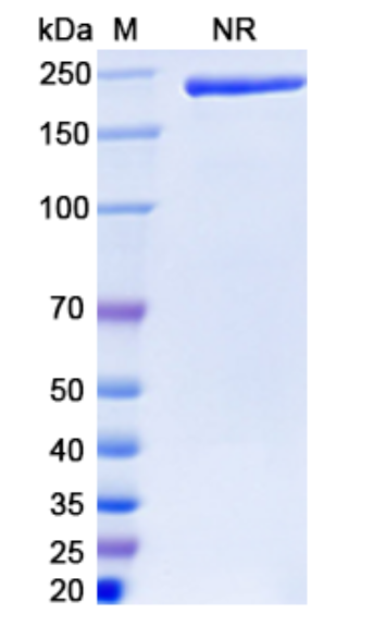 SDS-PAGE for Zenocutuzumab Biosimilar - Anti-CD340;ERBB2 and ERBB3;HER3 mAb - Research Grade