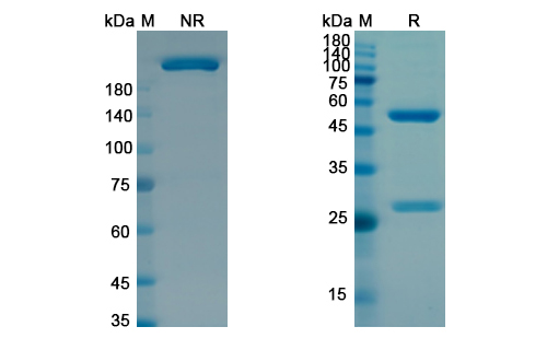 SDS-PAGE for Zilovertamab Biosimilar - Anti-ROR1 mAb - Research Grade