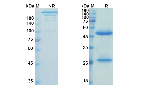 SDS-PAGE for Ziltivekimab  Biosimilar - Anti-IL6  mAb - Research Grade