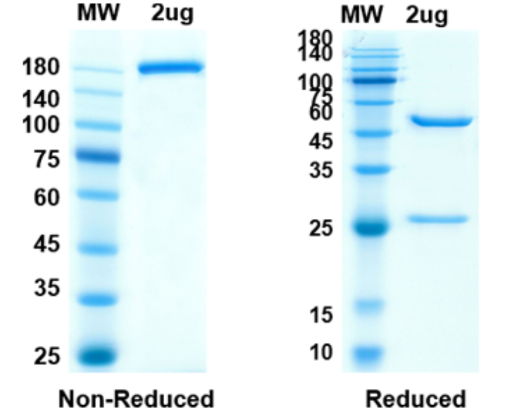 SDS-PAGE for Zolbetuximab Biosimilar - Anti-CLDN18.2 mAb